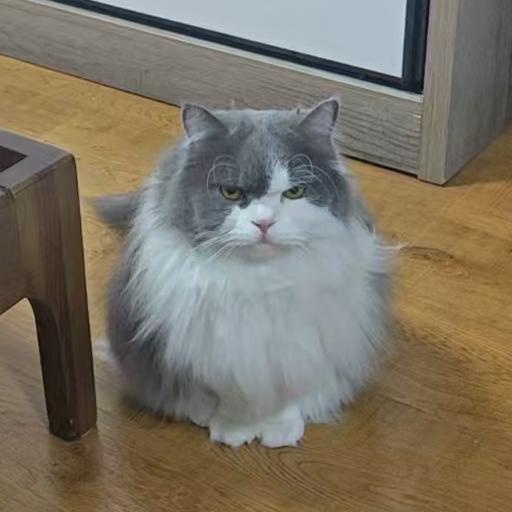 O酱有点生气地盯着人看